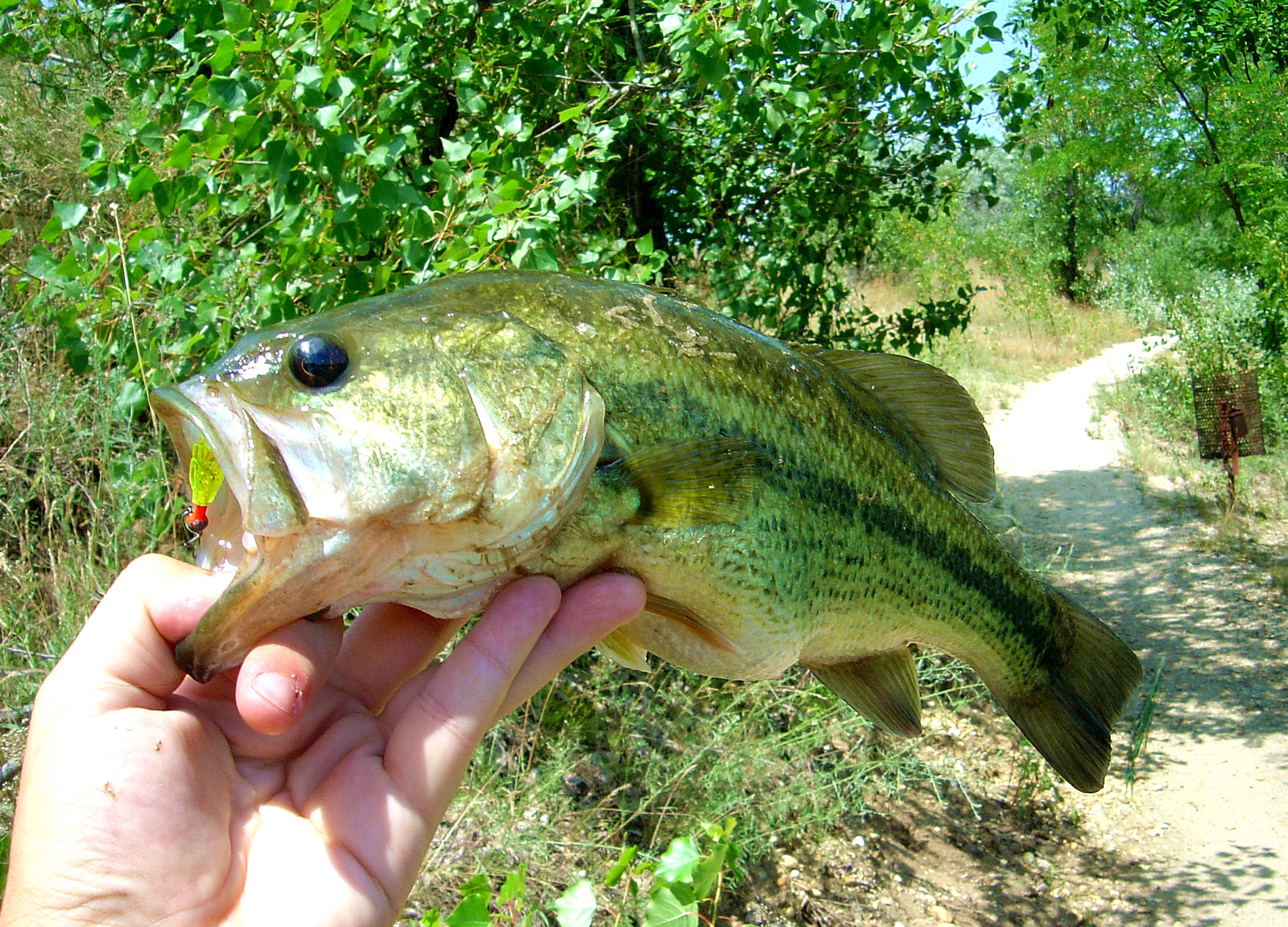 Berkley ultra light nymph 2