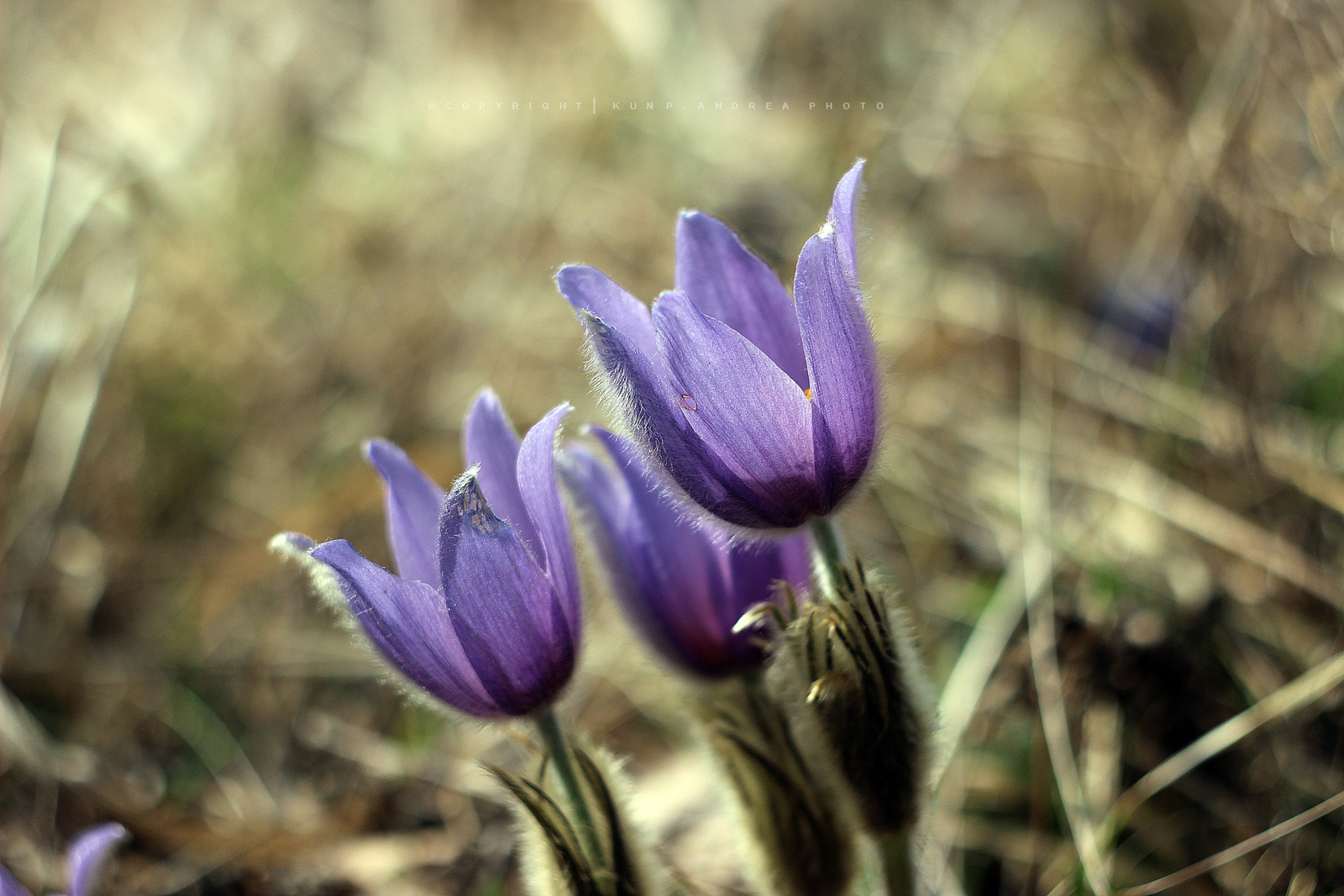 Leánykák (Helios-44-2)