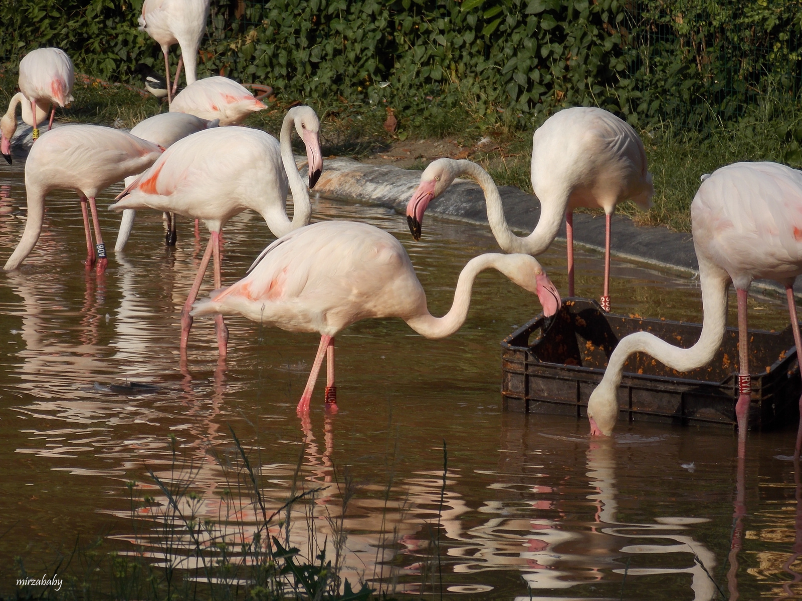 Flamingó etetés