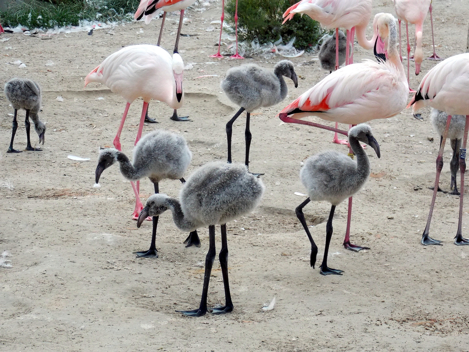 Flamingó-gyerekek