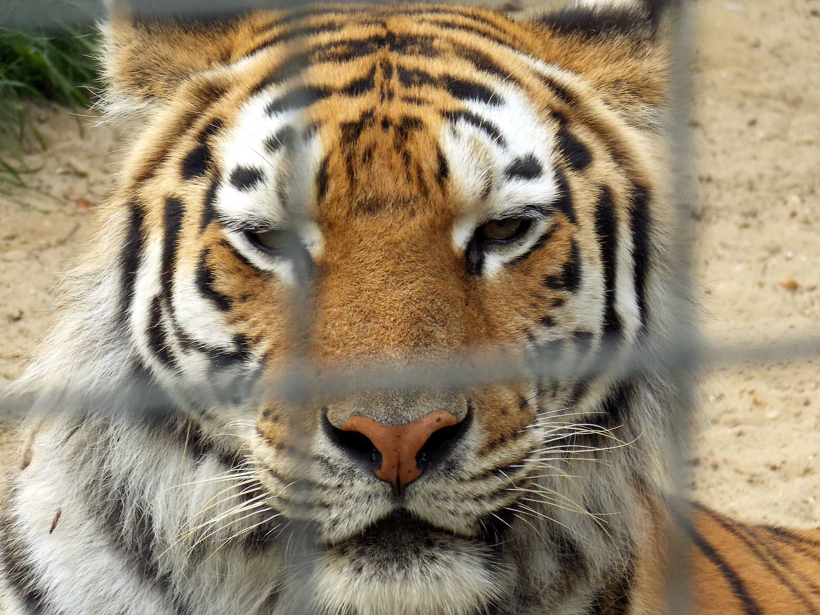 Tigris-profil