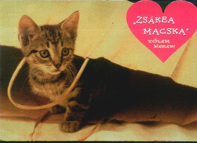 a009020-macska