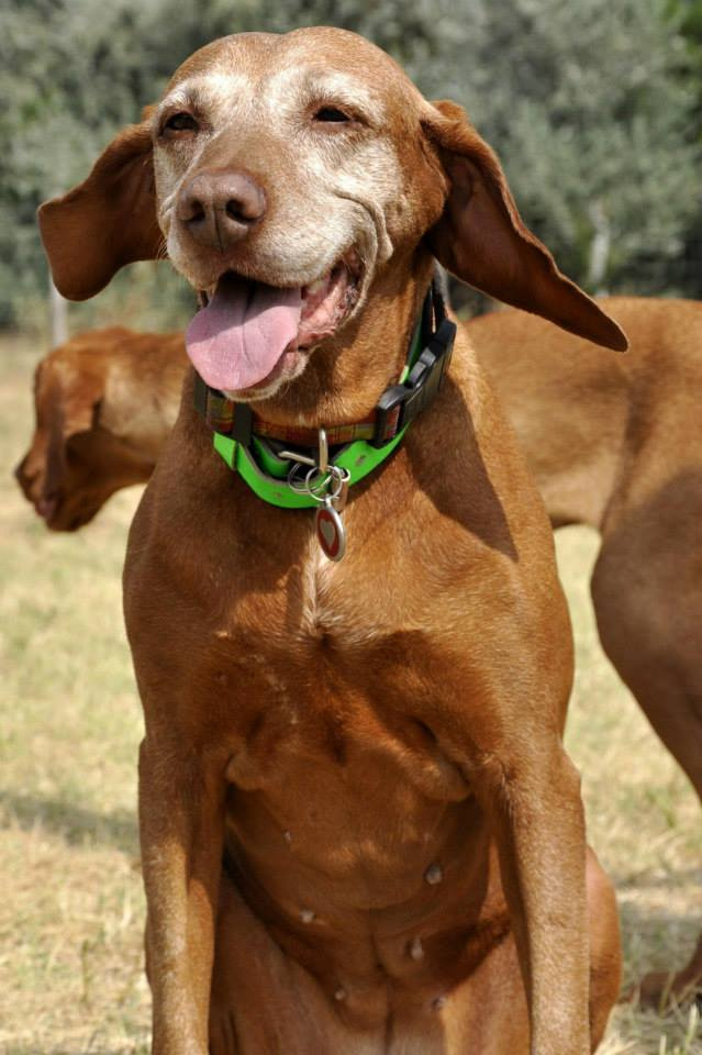 vizsla piknik (24)