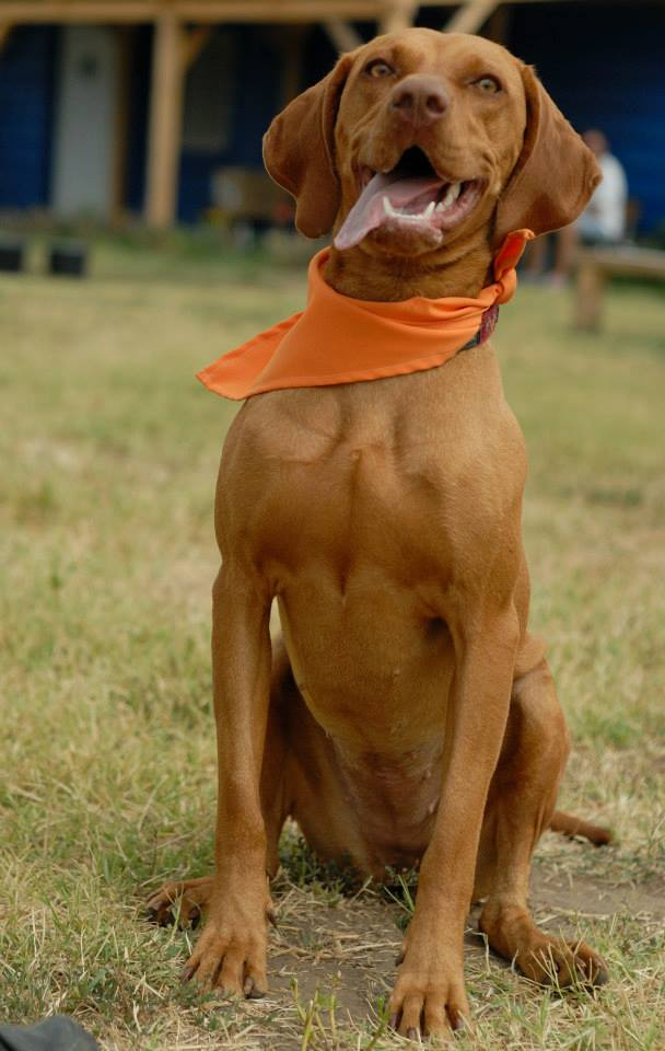 vizsla piknik (65)