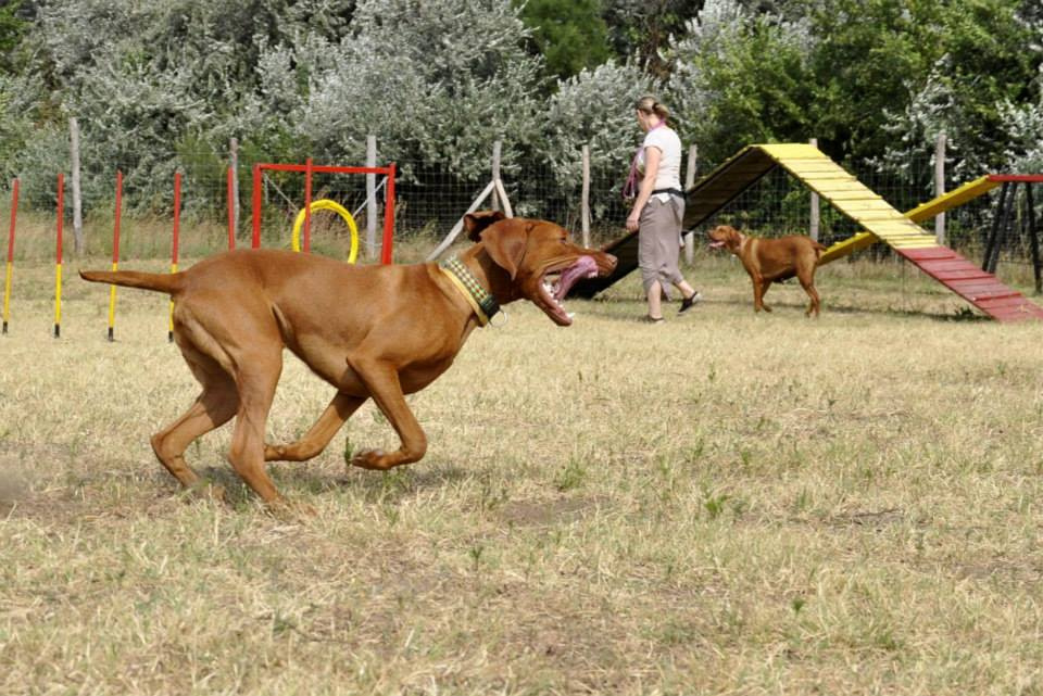 vizsla piknik (58)