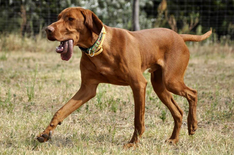 vizsla piknik (125)