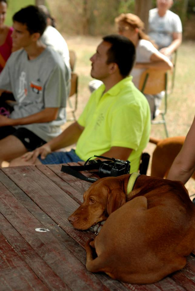 vizsla piknik (98)