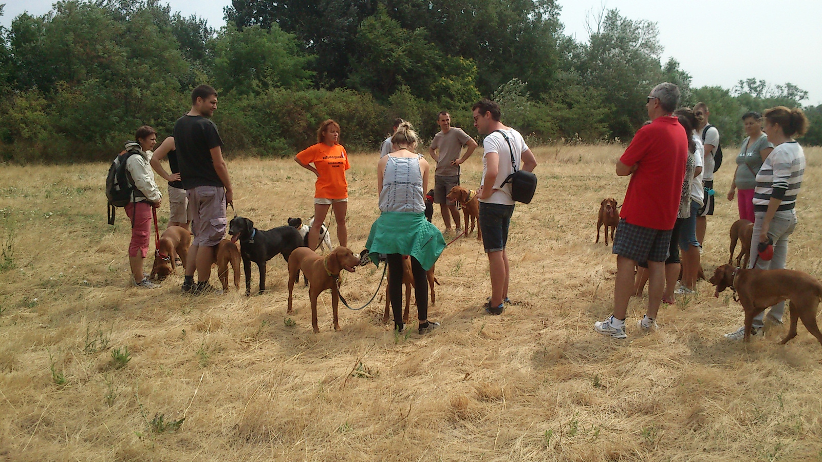 vizsla piknik 2013 (6)