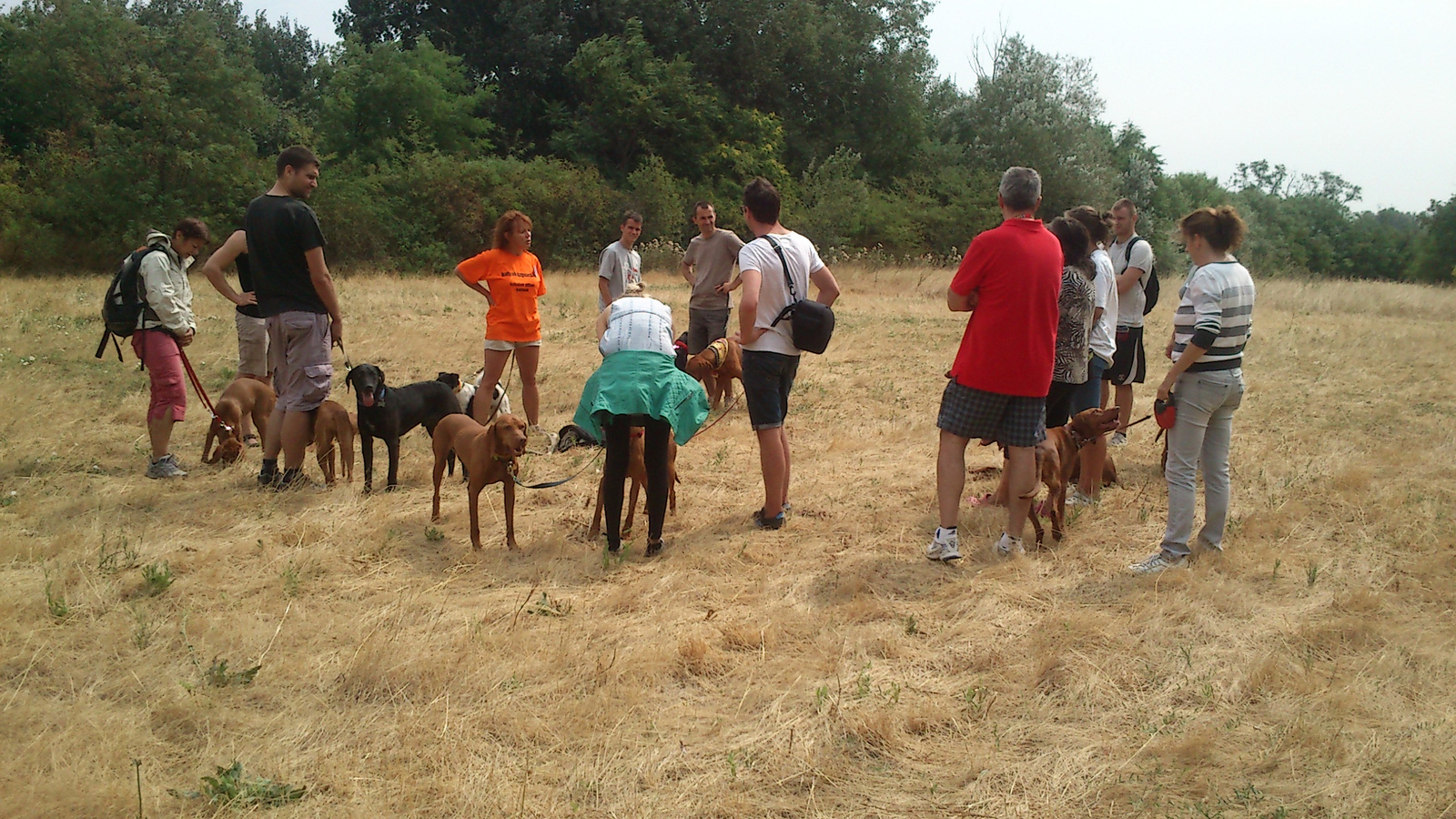 vizsla piknik 2013 (8)