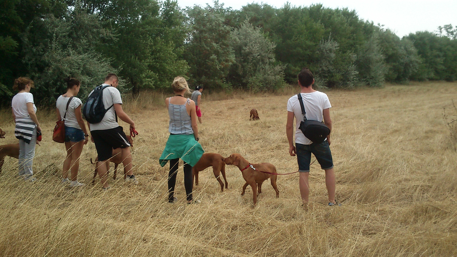 vizsla piknik 2013 (11)