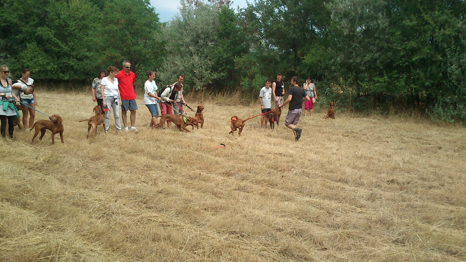 vizsla piknik 2013 (23)