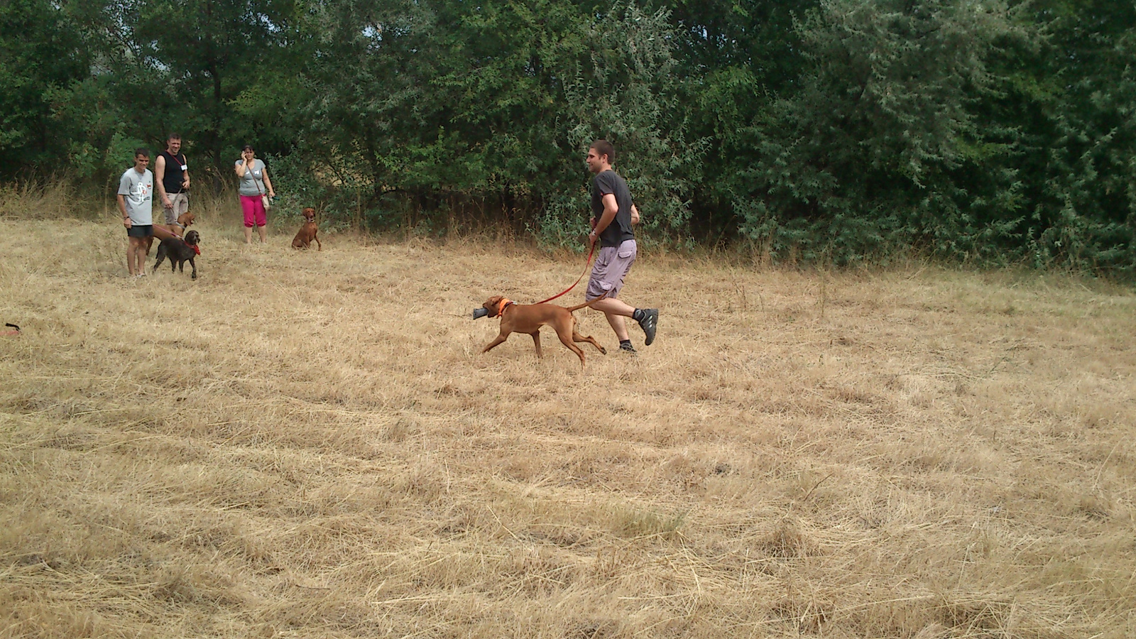 vizsla piknik 2013 (22)