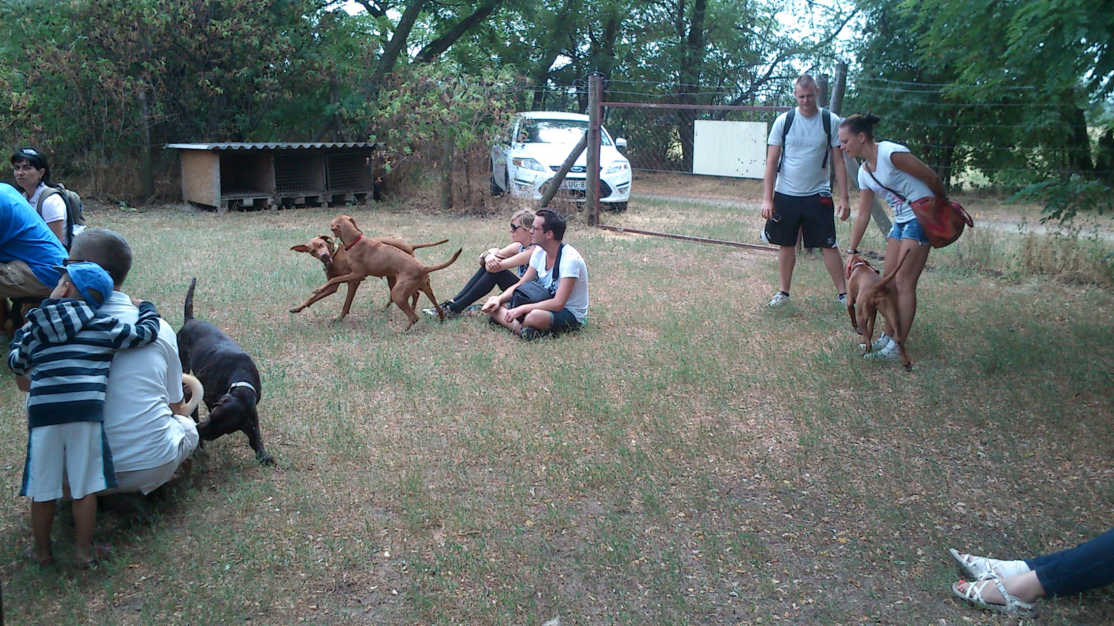 vizsla piknik 2013 (30)