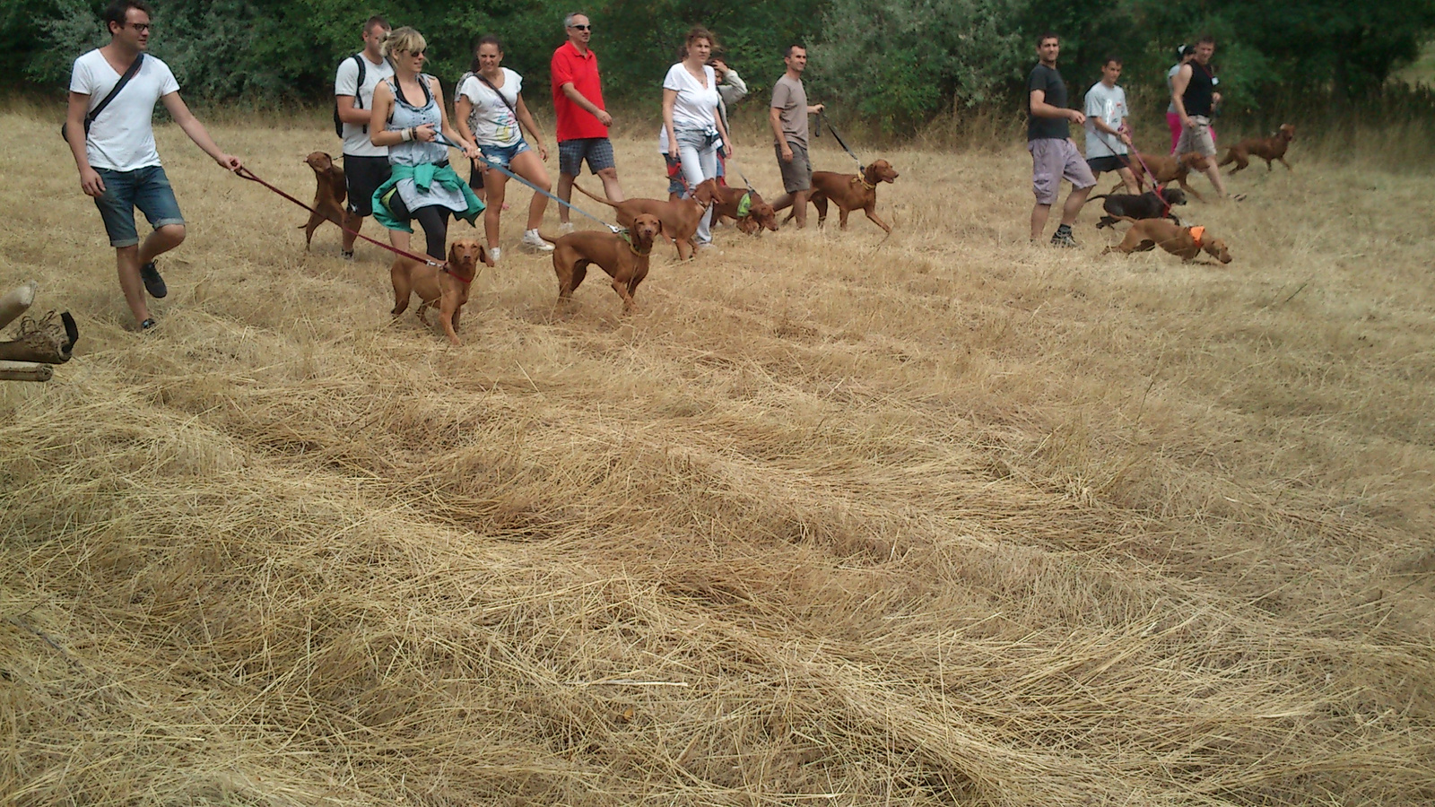 vizsla piknik 2013 (16)