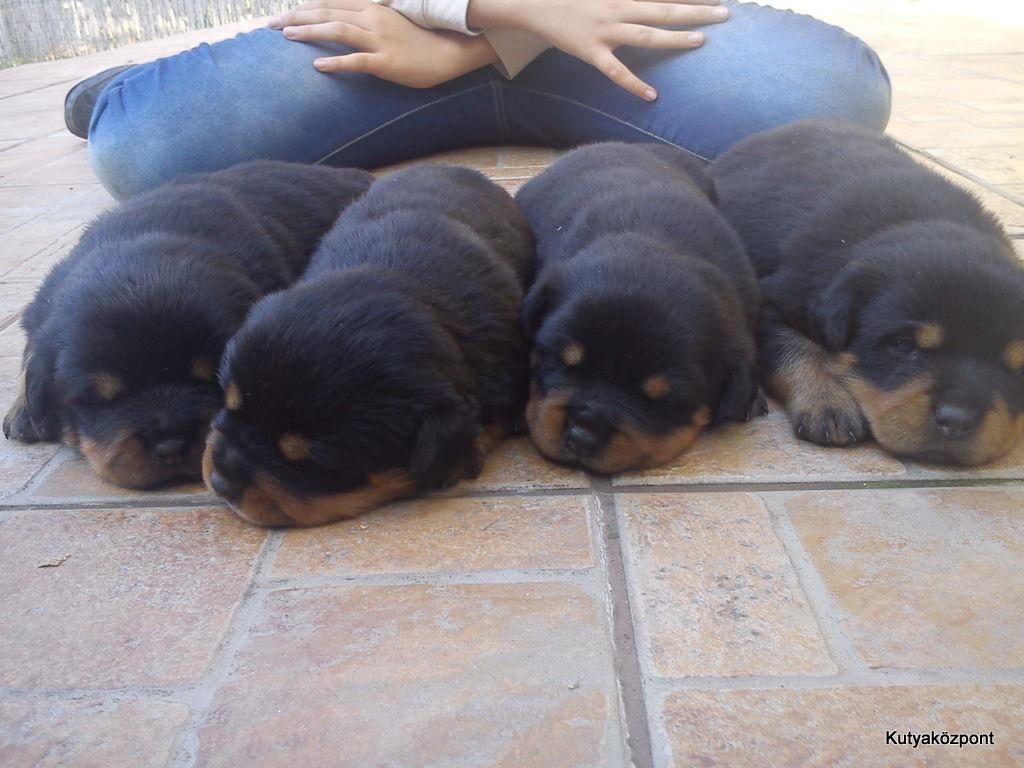 rottweiler kölyök (6)