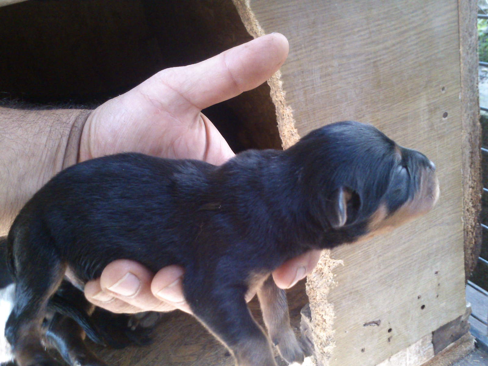 rotweiler kolyokkutya (2)