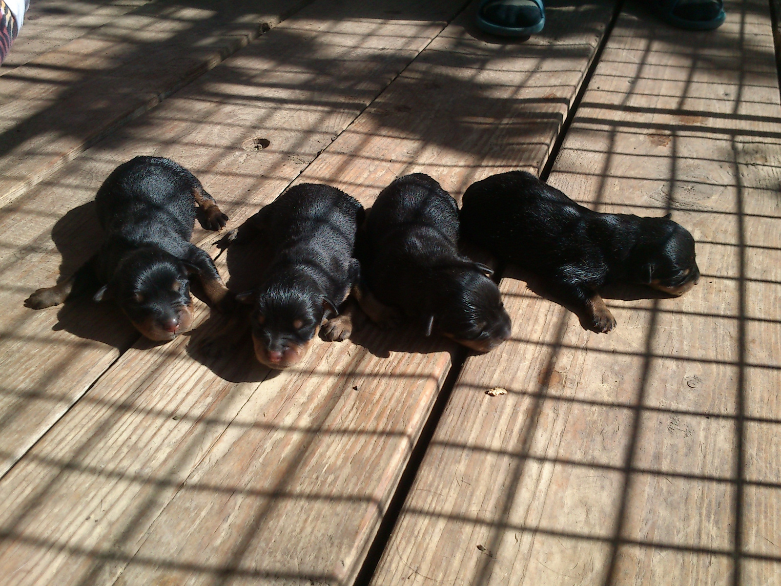 rotweiler kolyokkutya (4)