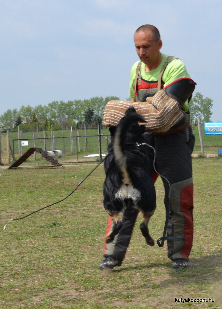 orzovedo kutyaiskola (2)