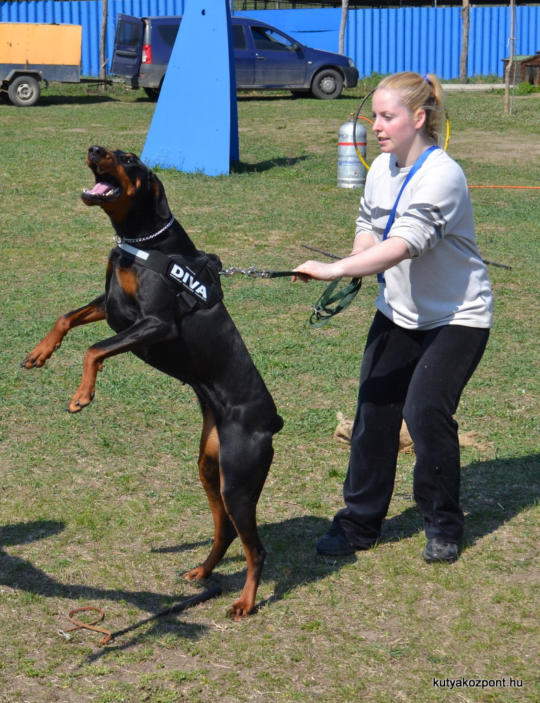 dobermann csibeszeles (2)