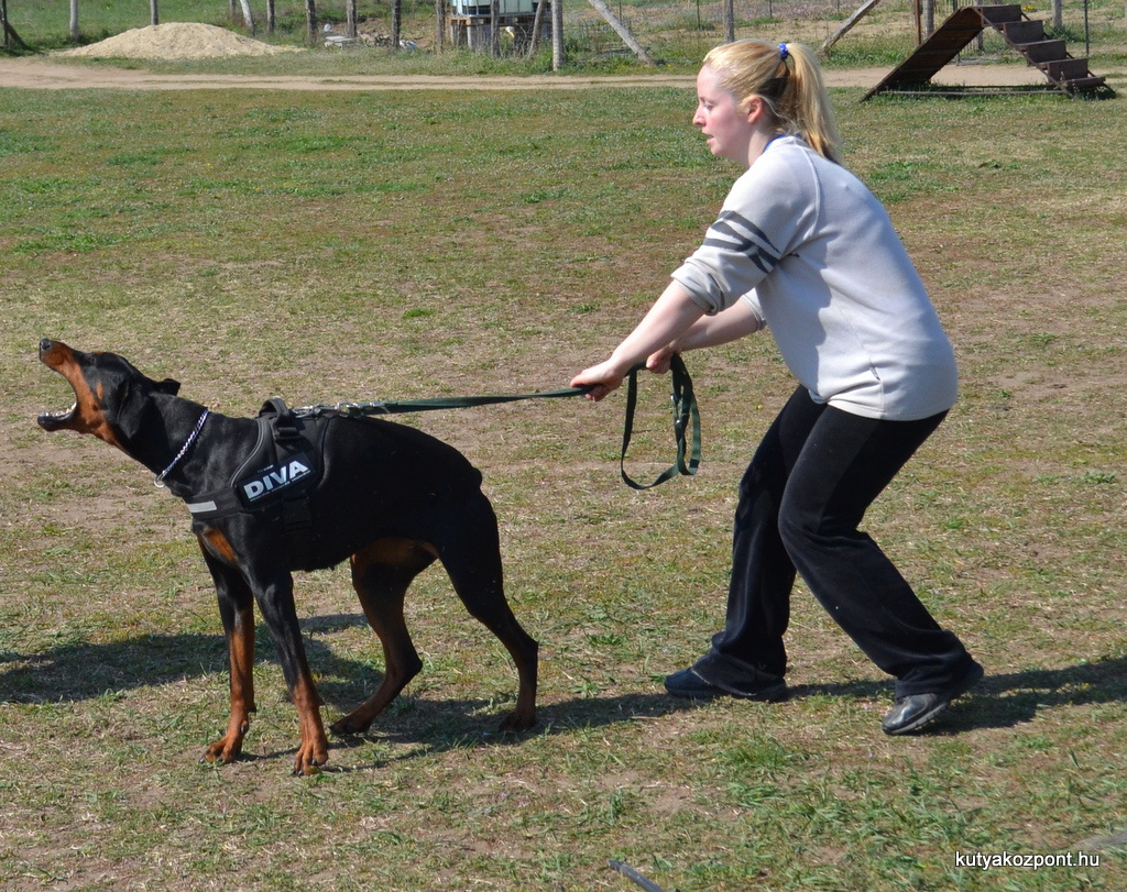 dobermann csibeszeles (3)