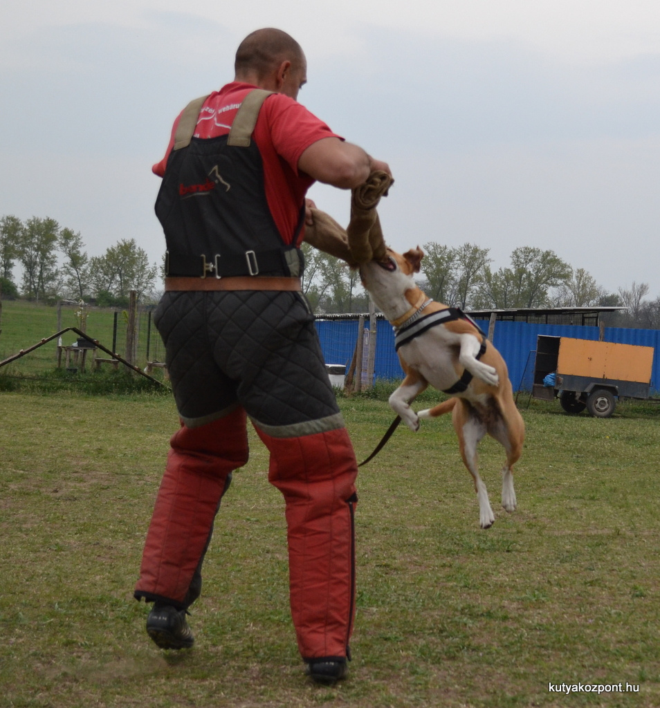 Orzo vedo kutyasuliban (20)