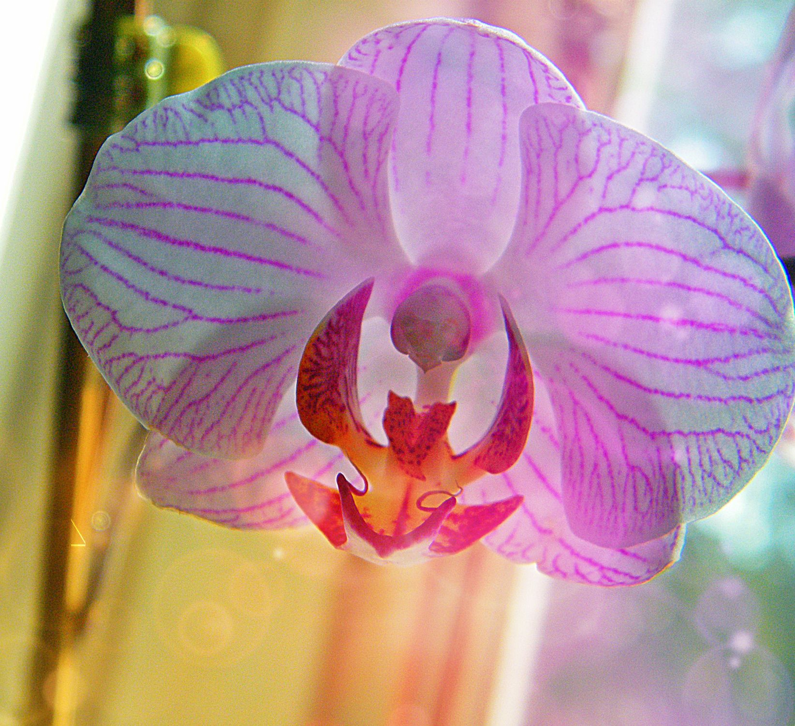 orchidea7