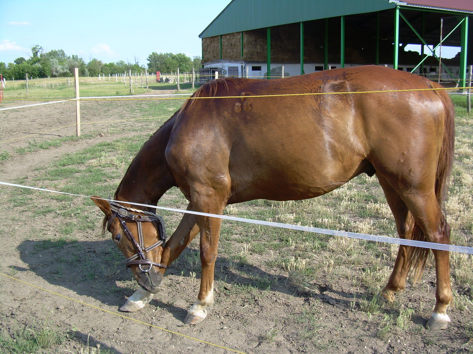 2007-06-17Durcás 035