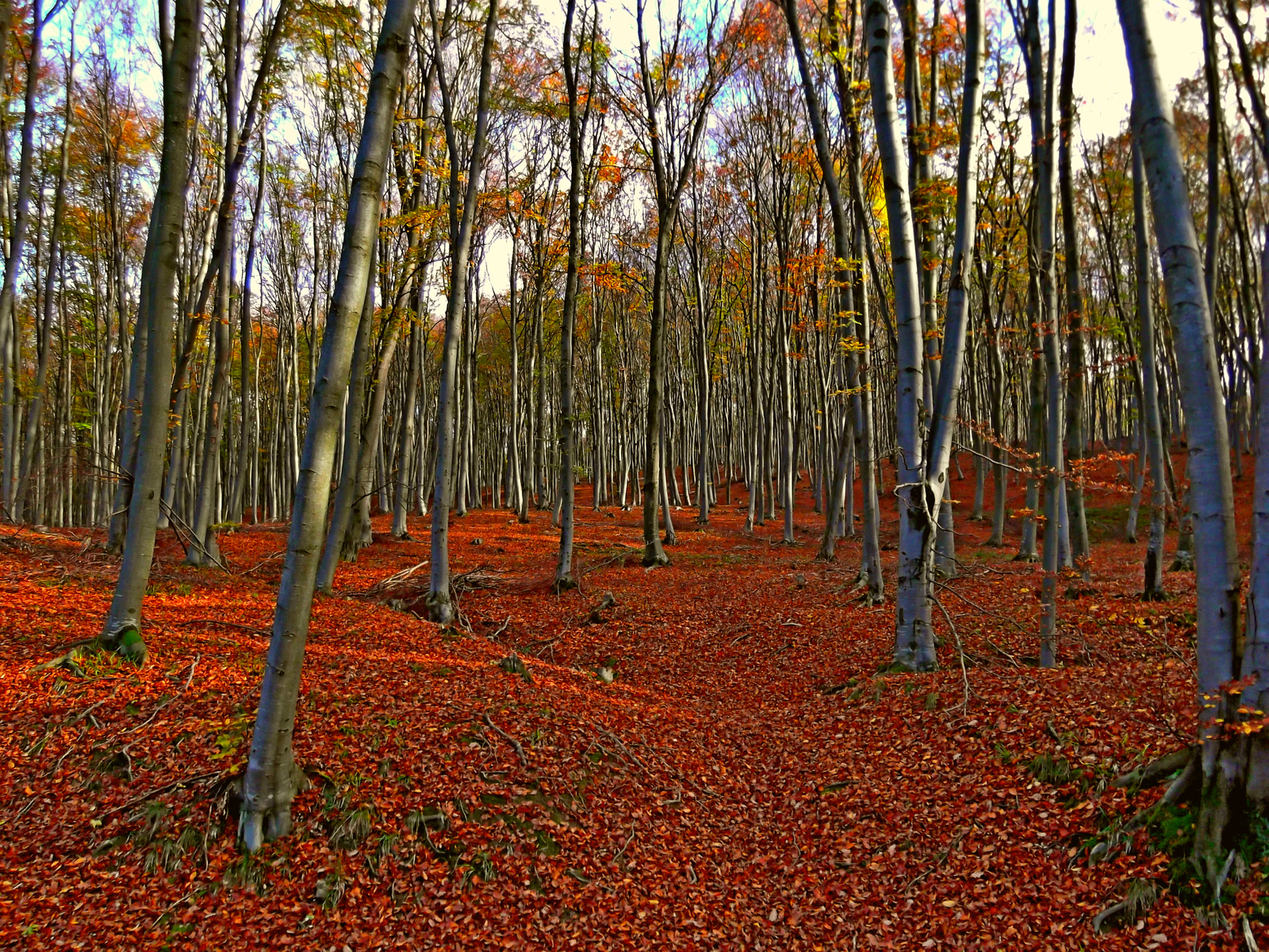 Öregedő erdő