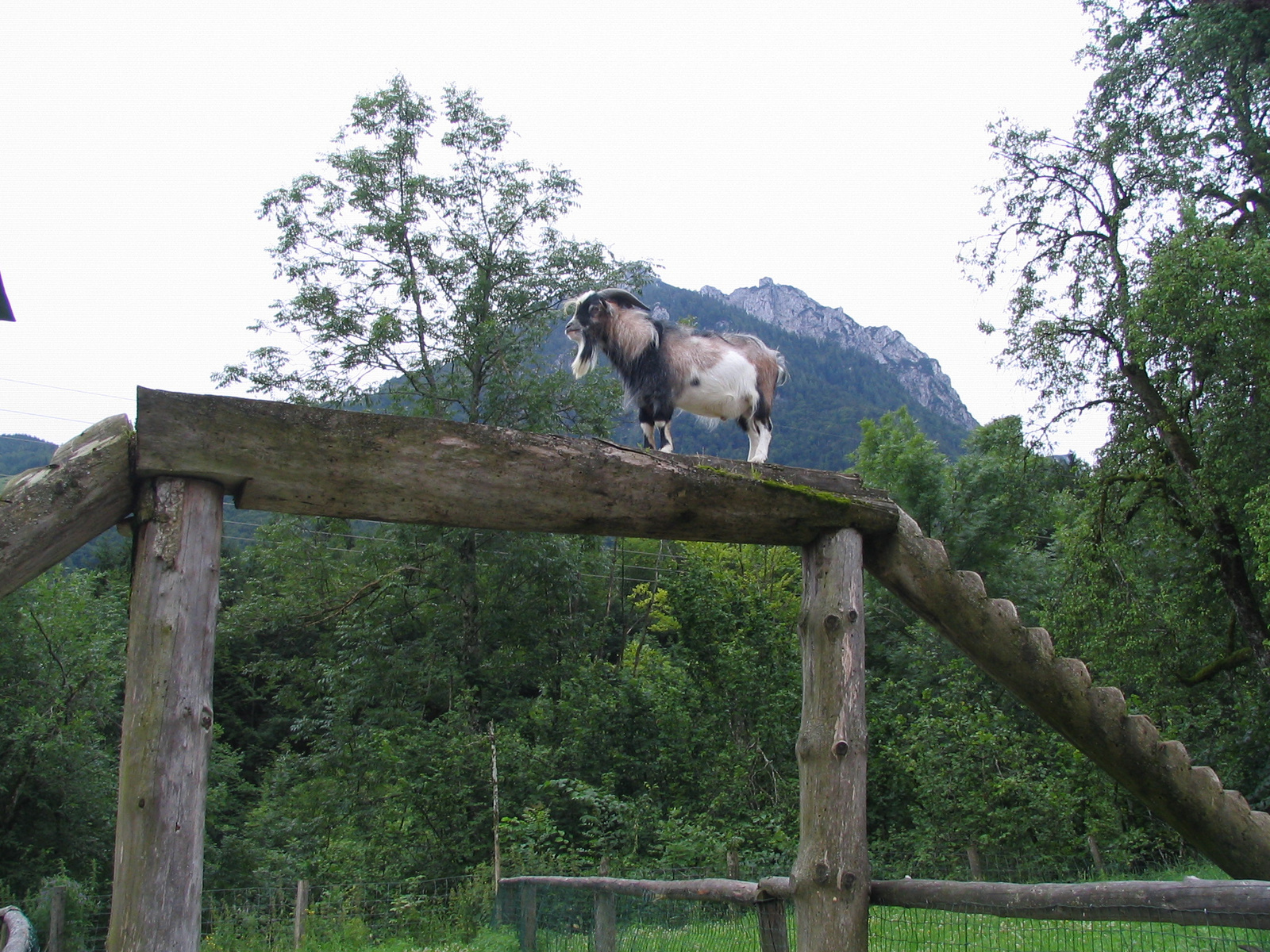 Strobl -akrobata kecske