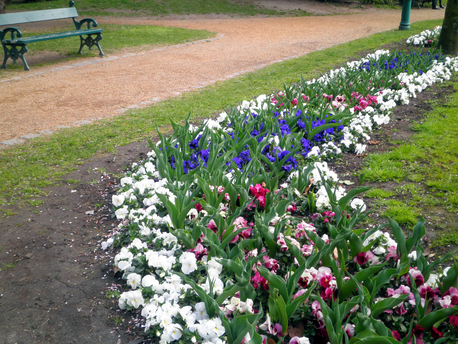 Tavasz virágágyás a parkban