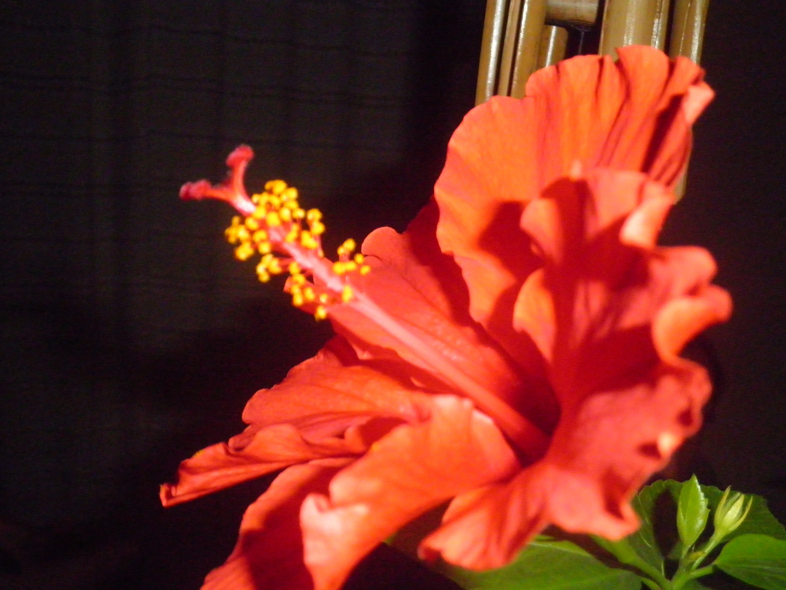 Hibiscus fényben
