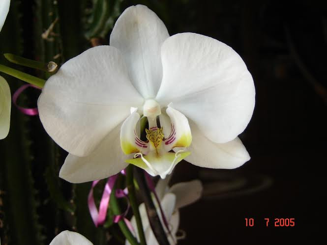 Ani orchideája
