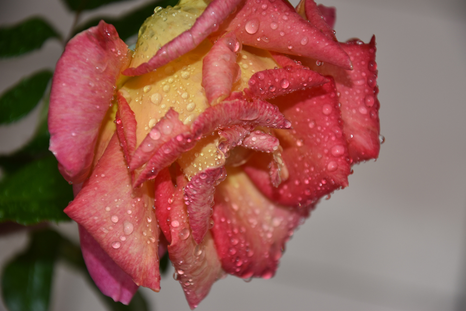 Rózsa az esőben