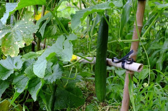 growing-cucumbers-on-trellis-1