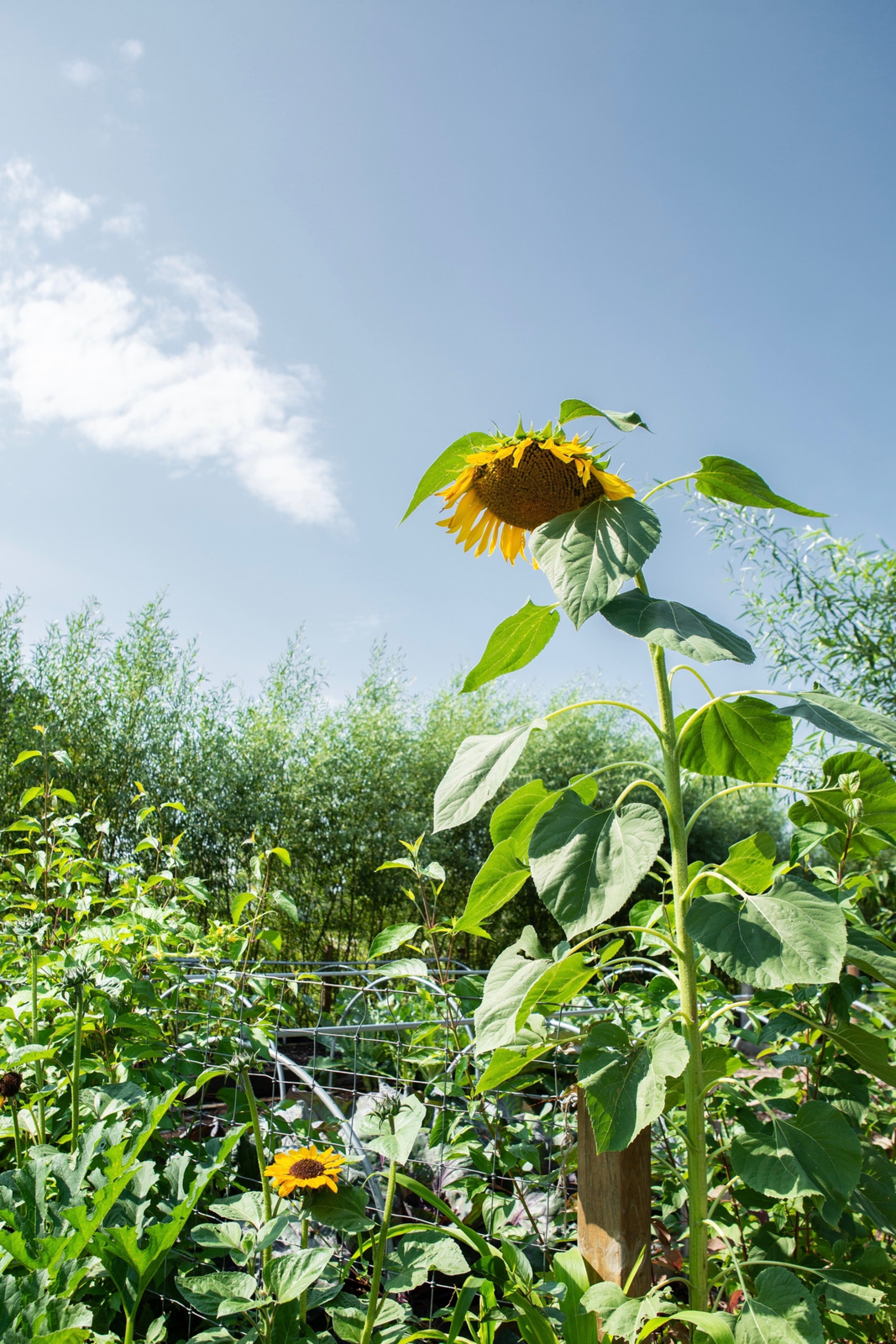 cornmanfarms-michigan-sunflower-1466x2199