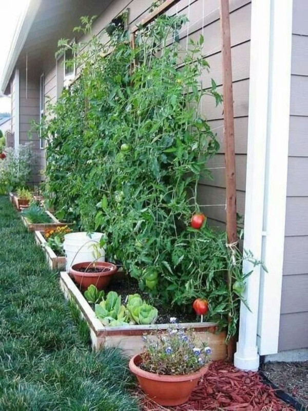 Backyard-Organic-Gardening-this-Summer-58