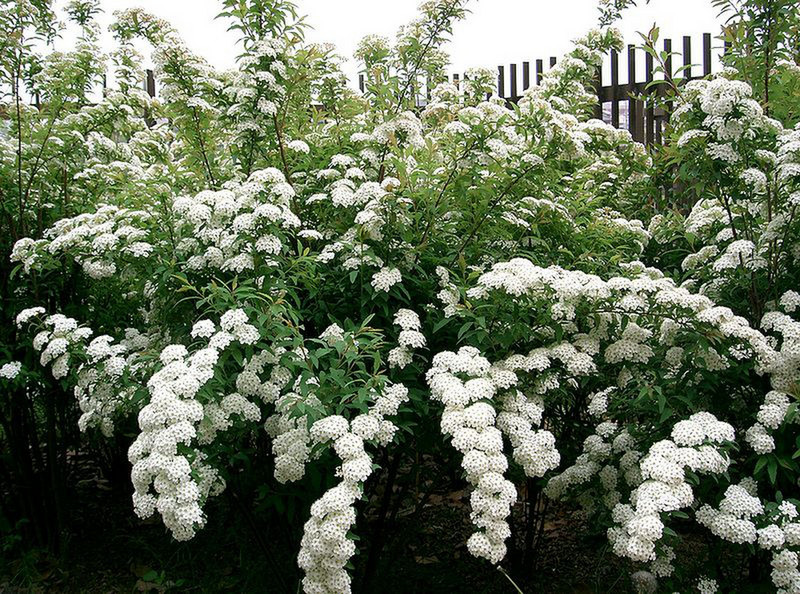 800px-Spiraea cantoniensis1