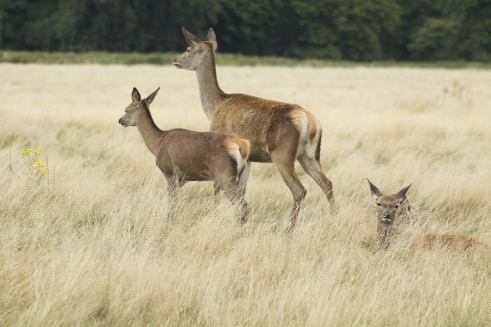 Richmond park 025