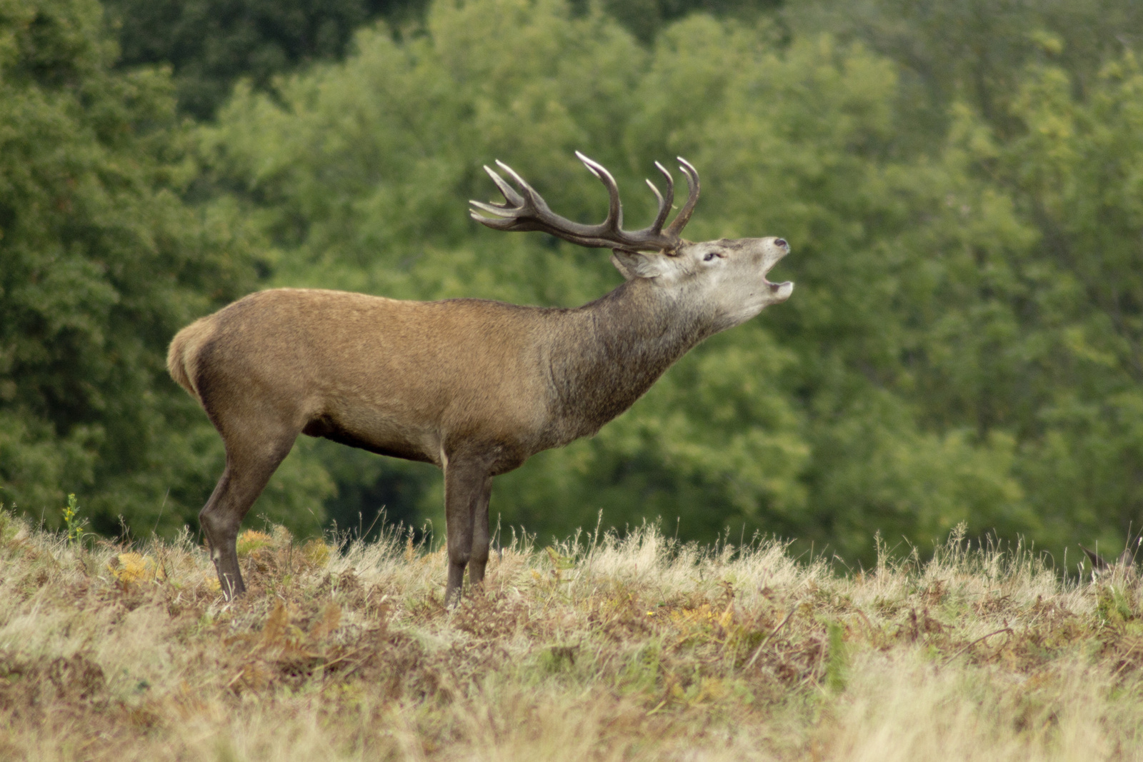 Richmond park 050