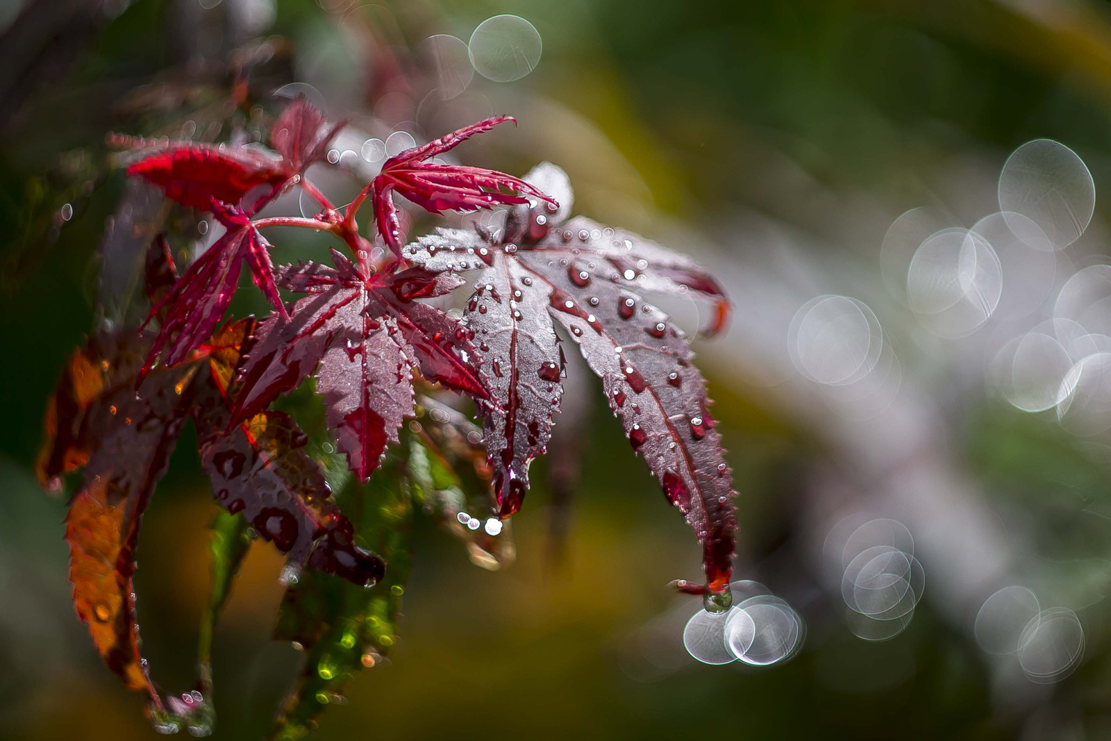 bokeh parádé