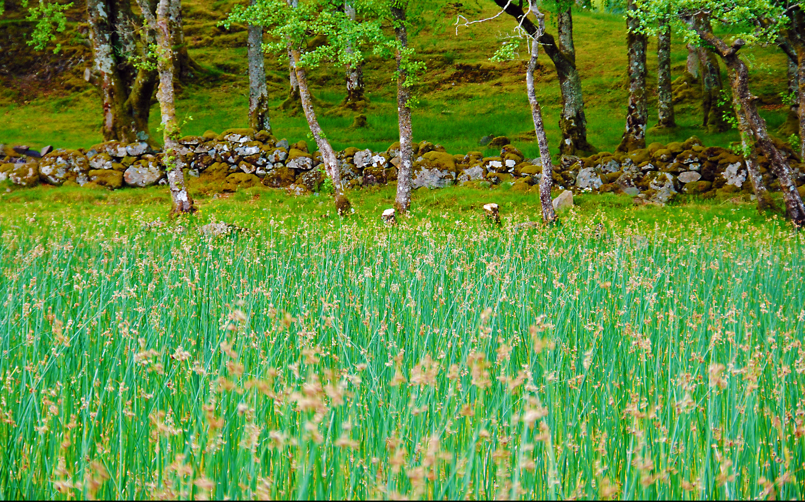 Kilchurn forest