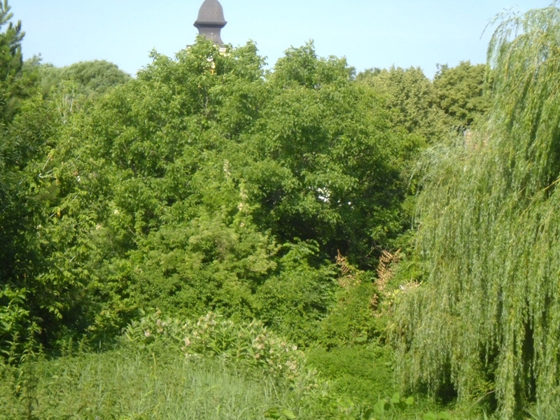 07 12.06.25. Belvárosi Kígyós főcsatorna Gólyákkal 002