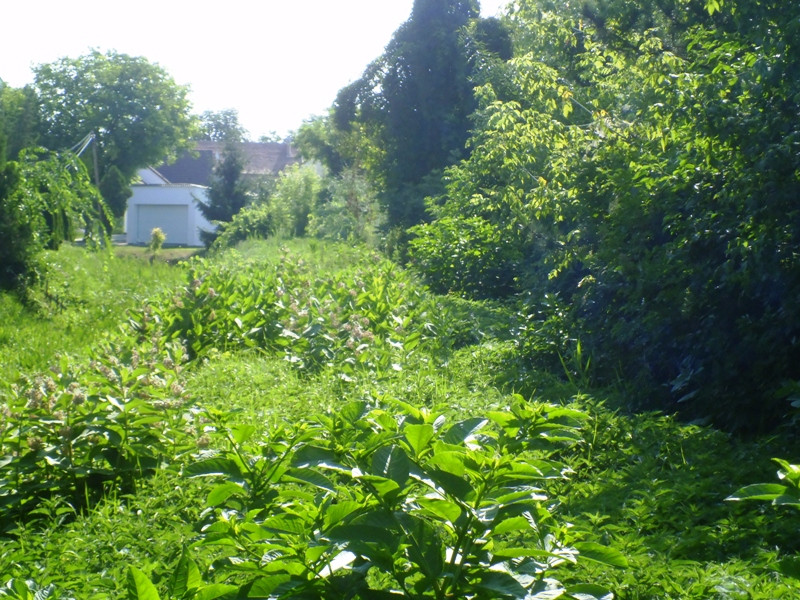 07 12.06.25. Belvárosi Kígyós főcsatorna Gólyákkal 011