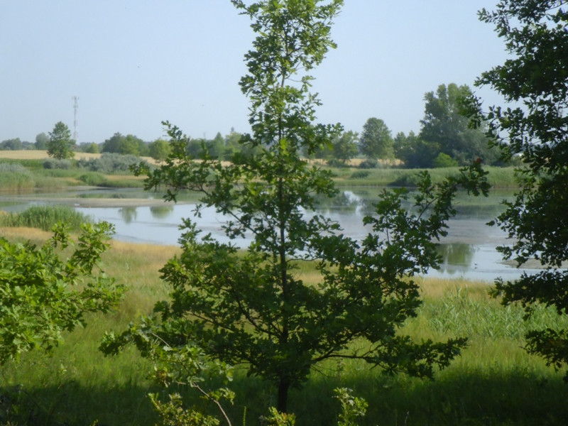 12.07.05. Konyhakert, betakarítás, gólya 089