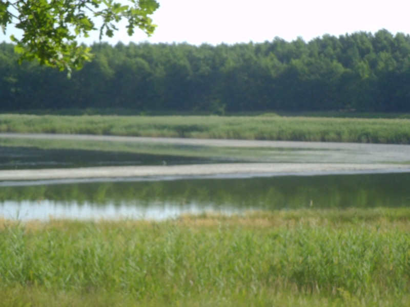 12.07.05. Konyhakert, betakarítás, gólya 092