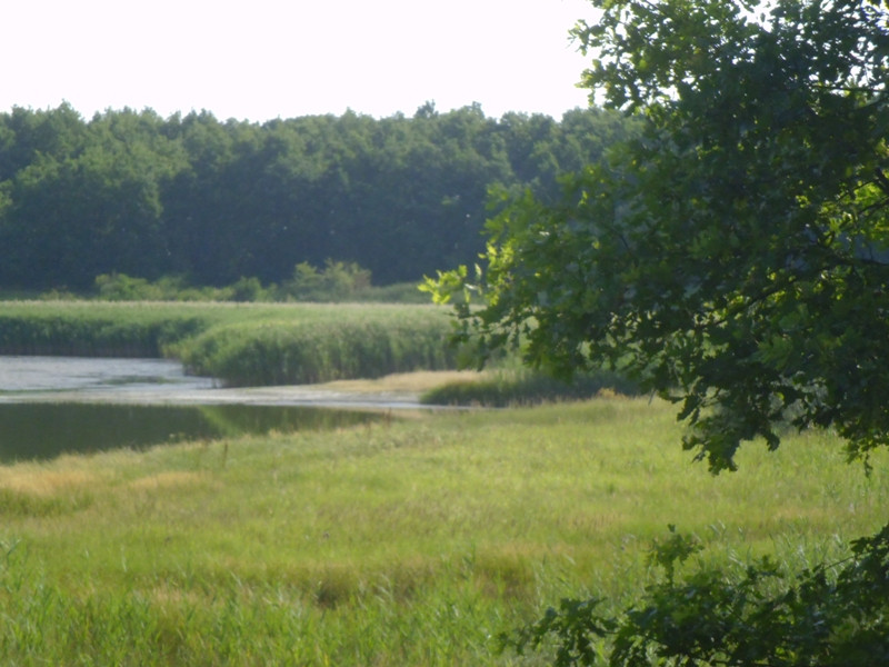 12.07.05. Konyhakert, betakarítás, gólya 093