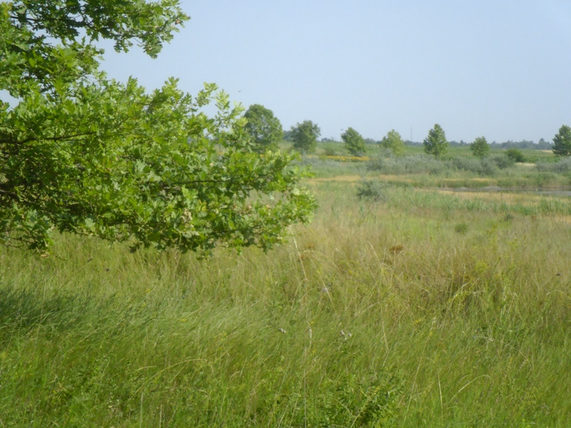 12.07.05. Konyhakert, betakarítás, gólya 094