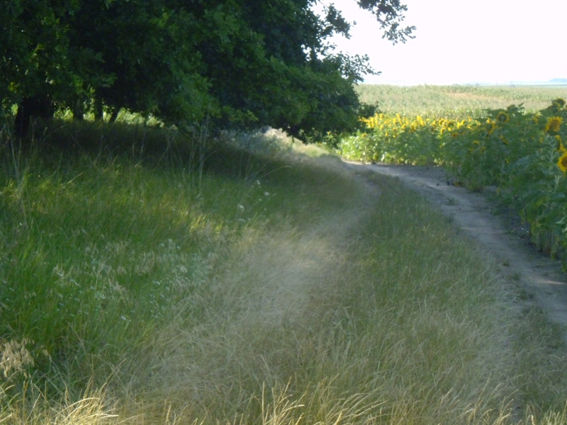 12.07.05. Konyhakert, betakarítás, gólya 084