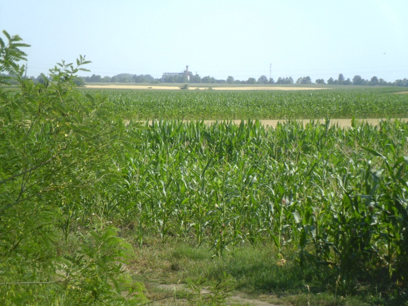 12.07.05. Konyhakert, betakarítás, gólya 113