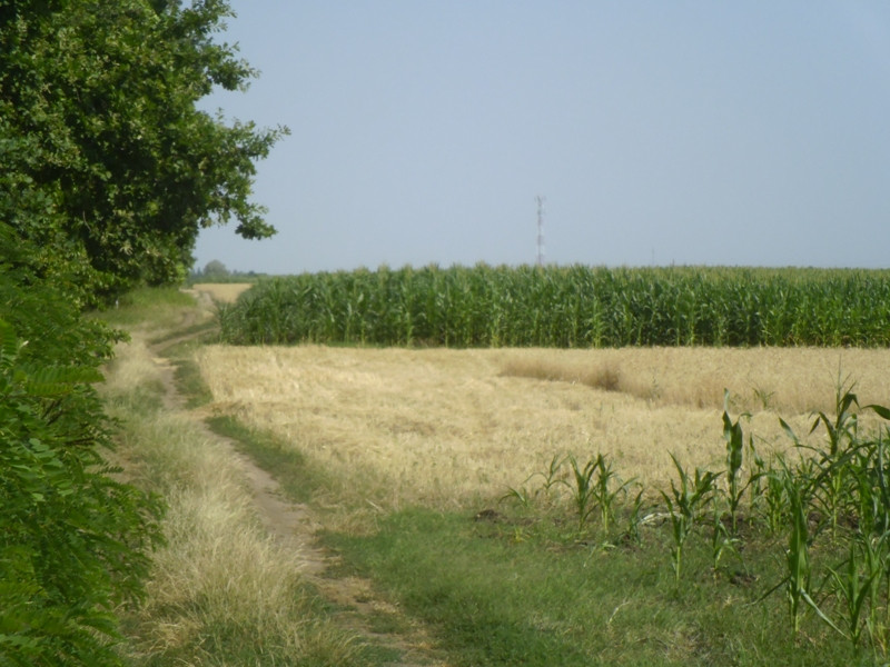 12.07.05. Konyhakert, betakarítás, gólya 115